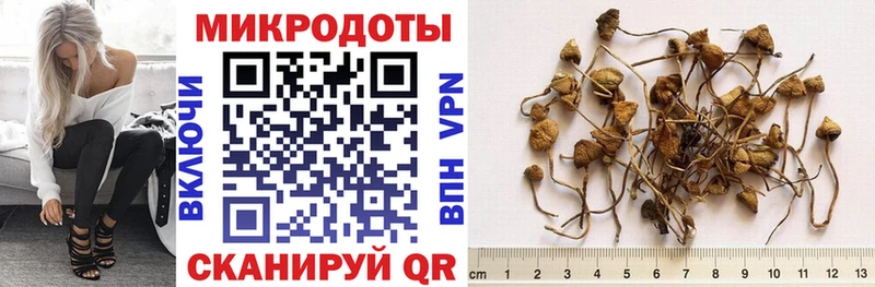 Псилоцибиновые грибы мицелий  Дигора 